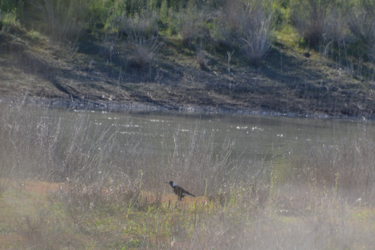 Australian Magpie (Black-backed) - ML372582591