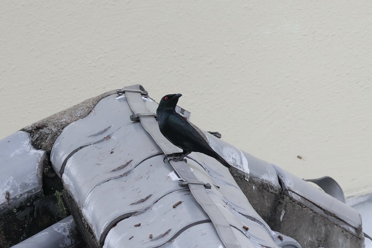 Asian Glossy Starling - ML372583051