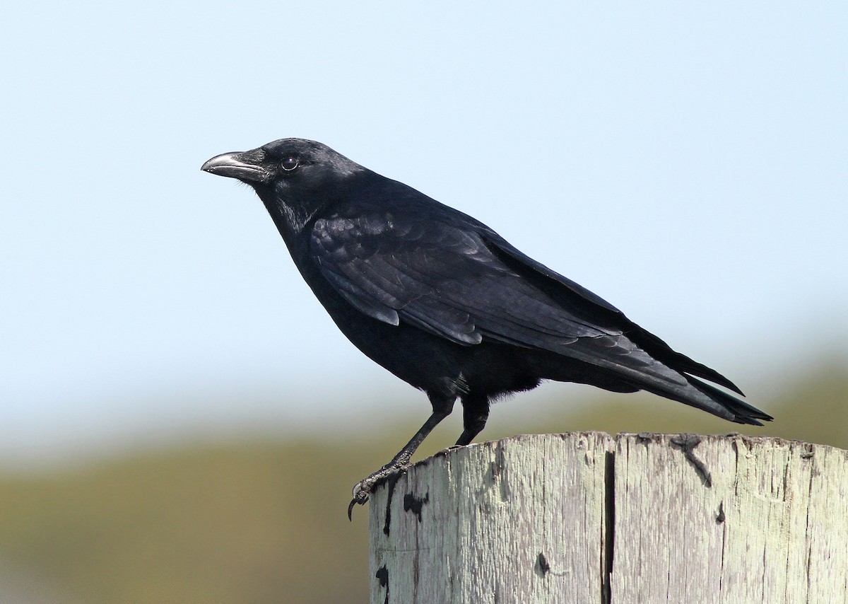 Fish Crow - ML37258341