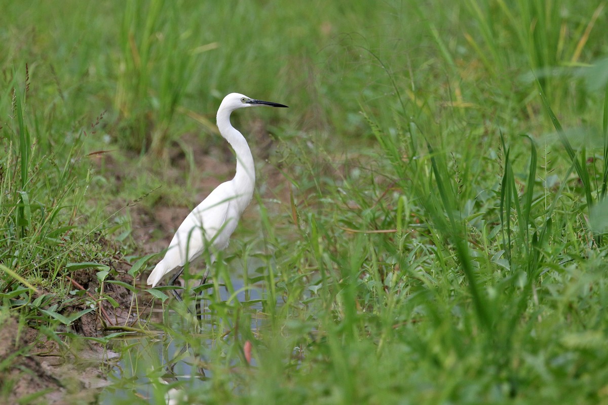 Little Egret (Western) - ML372583801