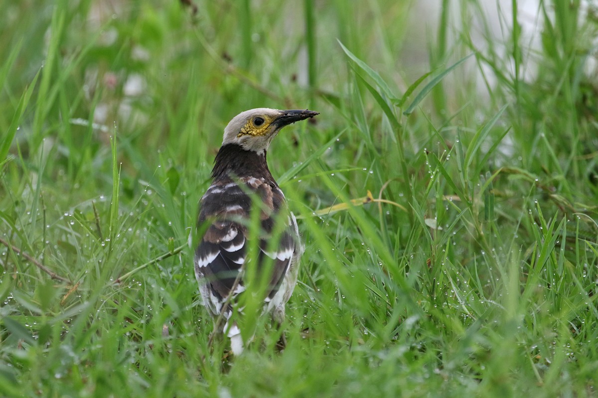 Black-collared Starling - ML372583871