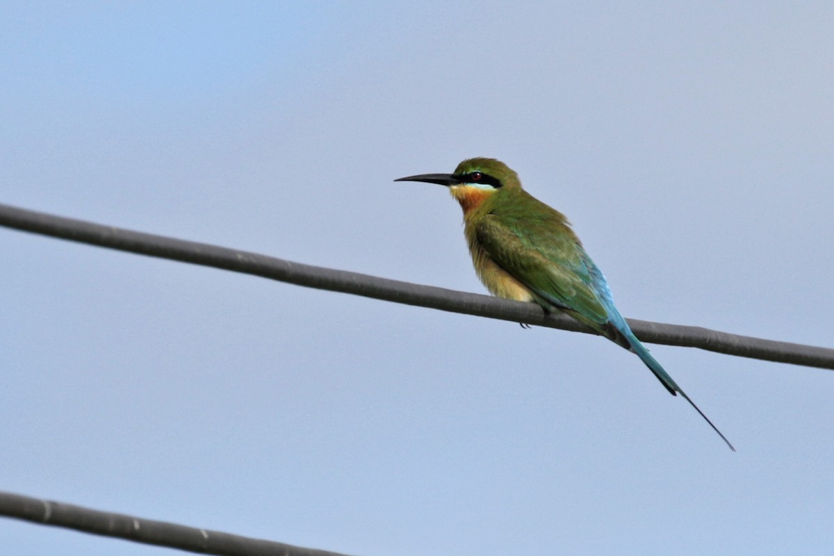 Blue-tailed Bee-eater - ML372583891