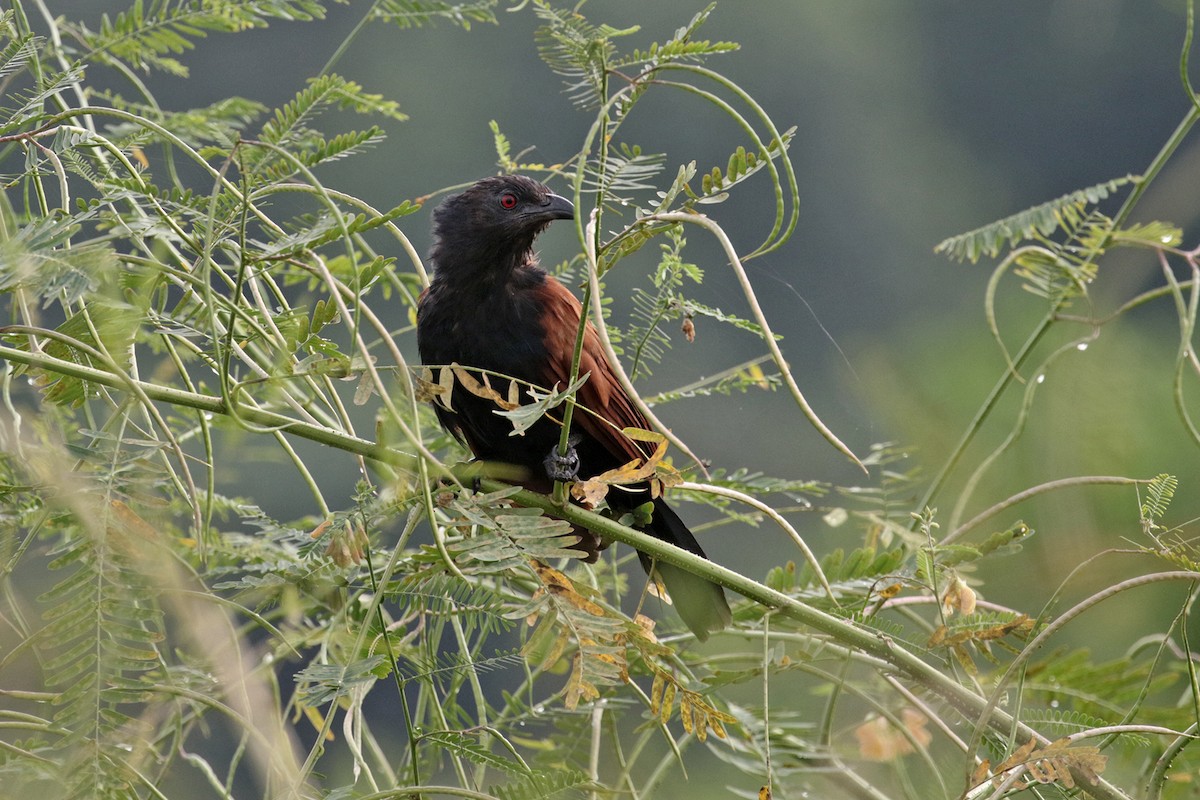 Greater Coucal (Greater) - ML372583951