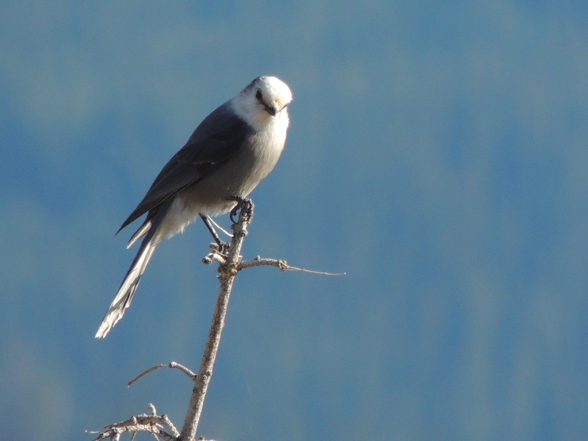 Canada Jay - ML372585011