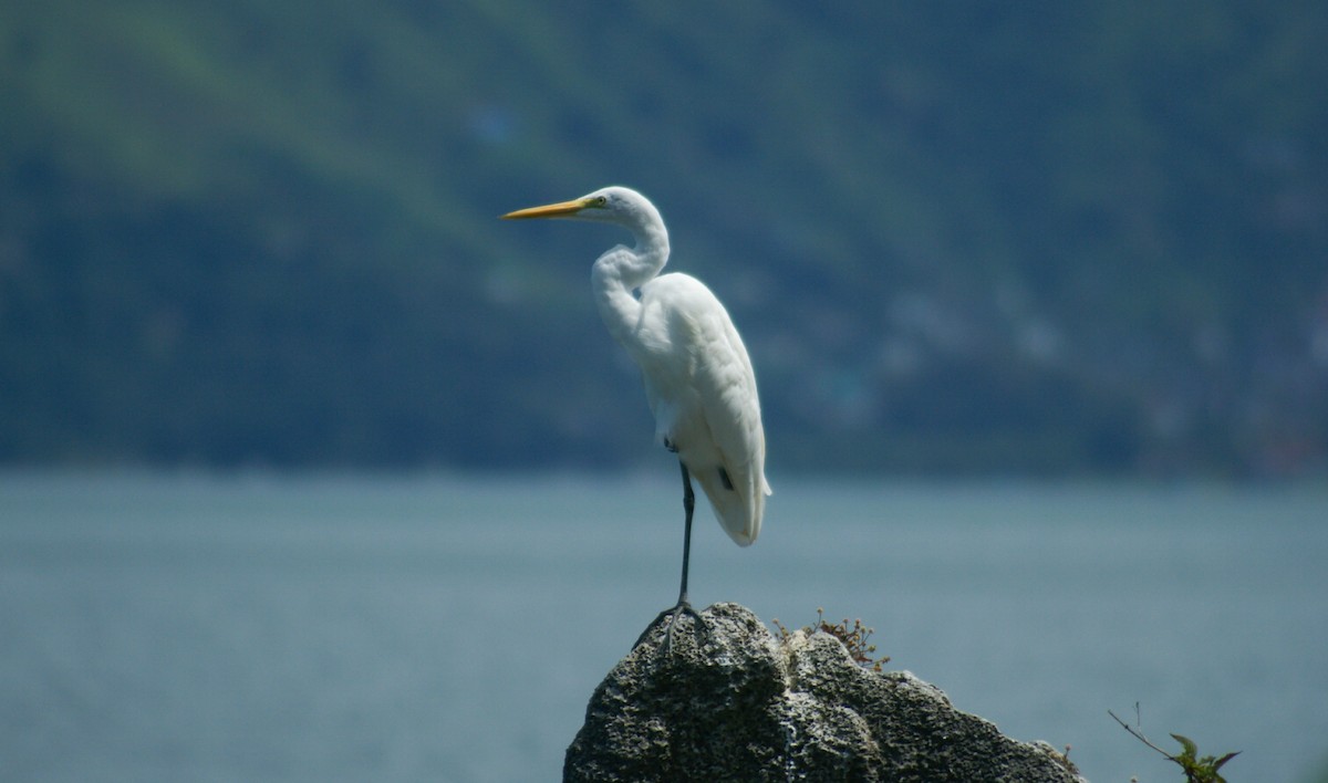 Great Egret - James Gorriz @epicobirding