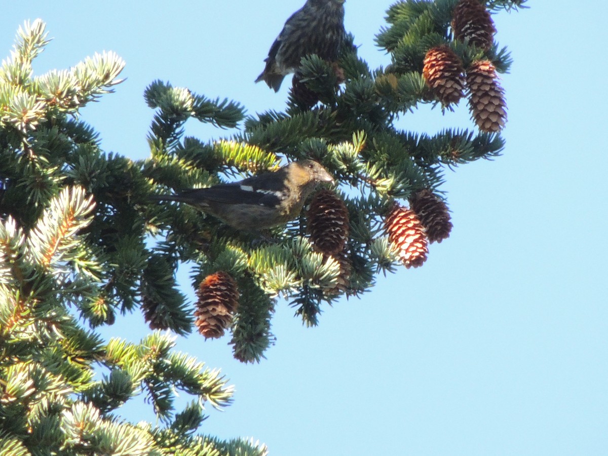 White-winged Crossbill - ML372585541