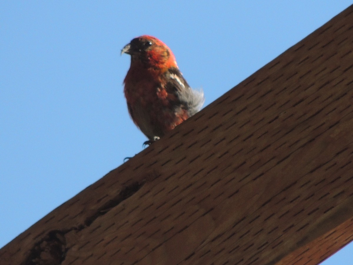 White-winged Crossbill - ML372585831