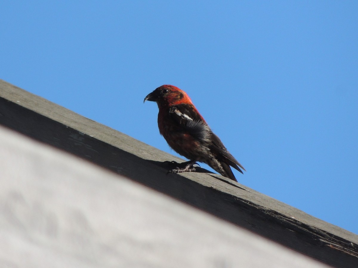 White-winged Crossbill - ML372586131