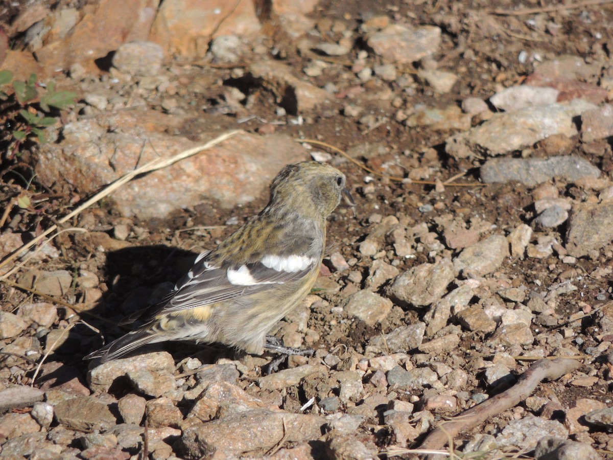 White-winged Crossbill - ML372586191