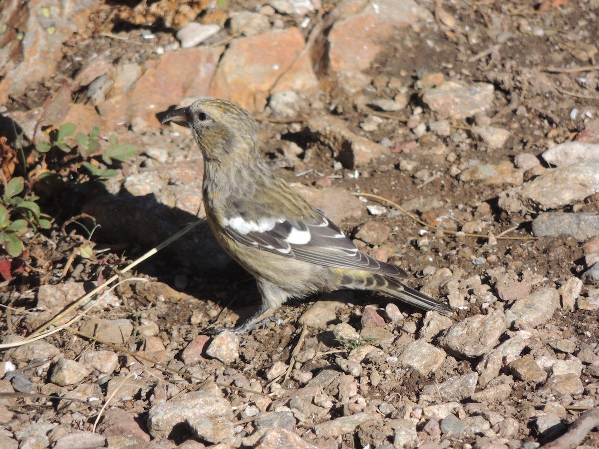 White-winged Crossbill - ML372586271