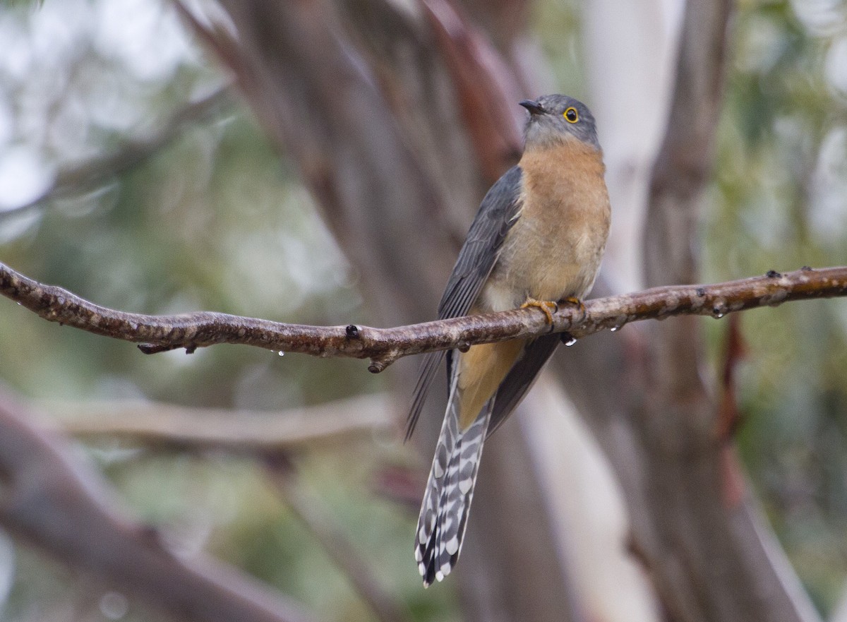 Fan-tailed Cuckoo - ML372586631