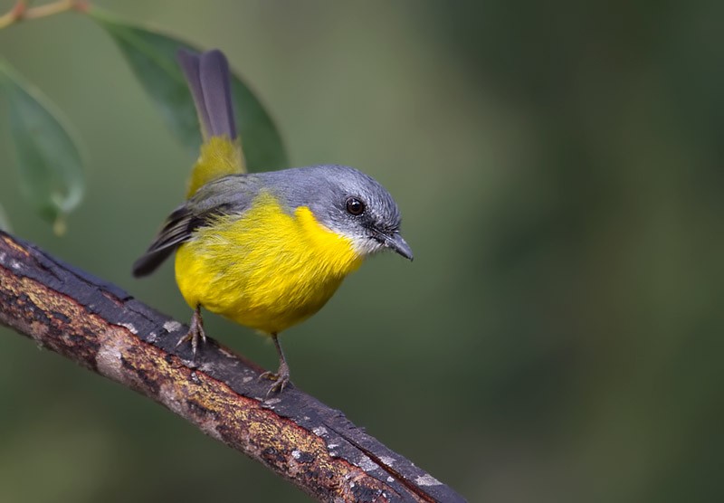 Eastern Yellow Robin - ML372586741