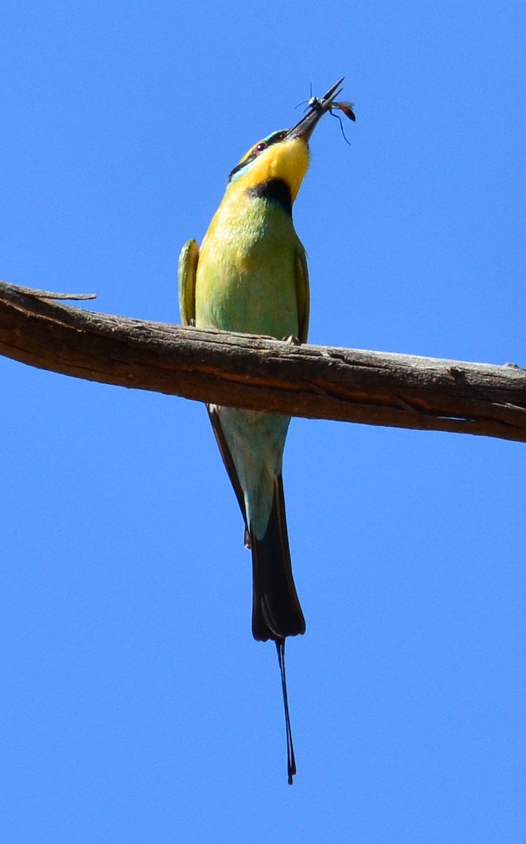 Rainbow Bee-eater - Rachel Olsen