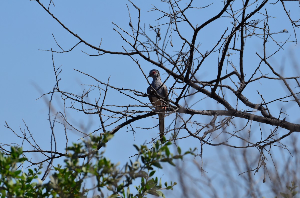 Diamond Dove - ML372588291