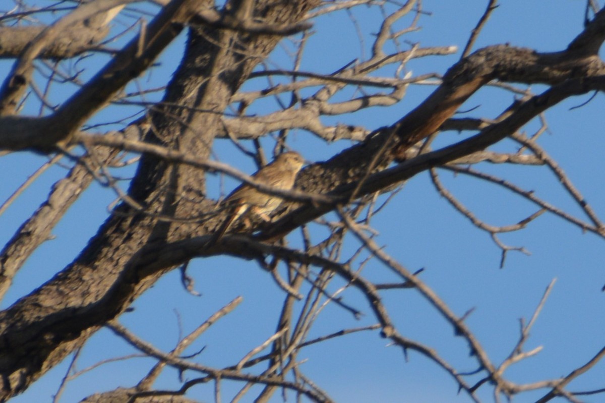 Rufous Songlark - ML372588591