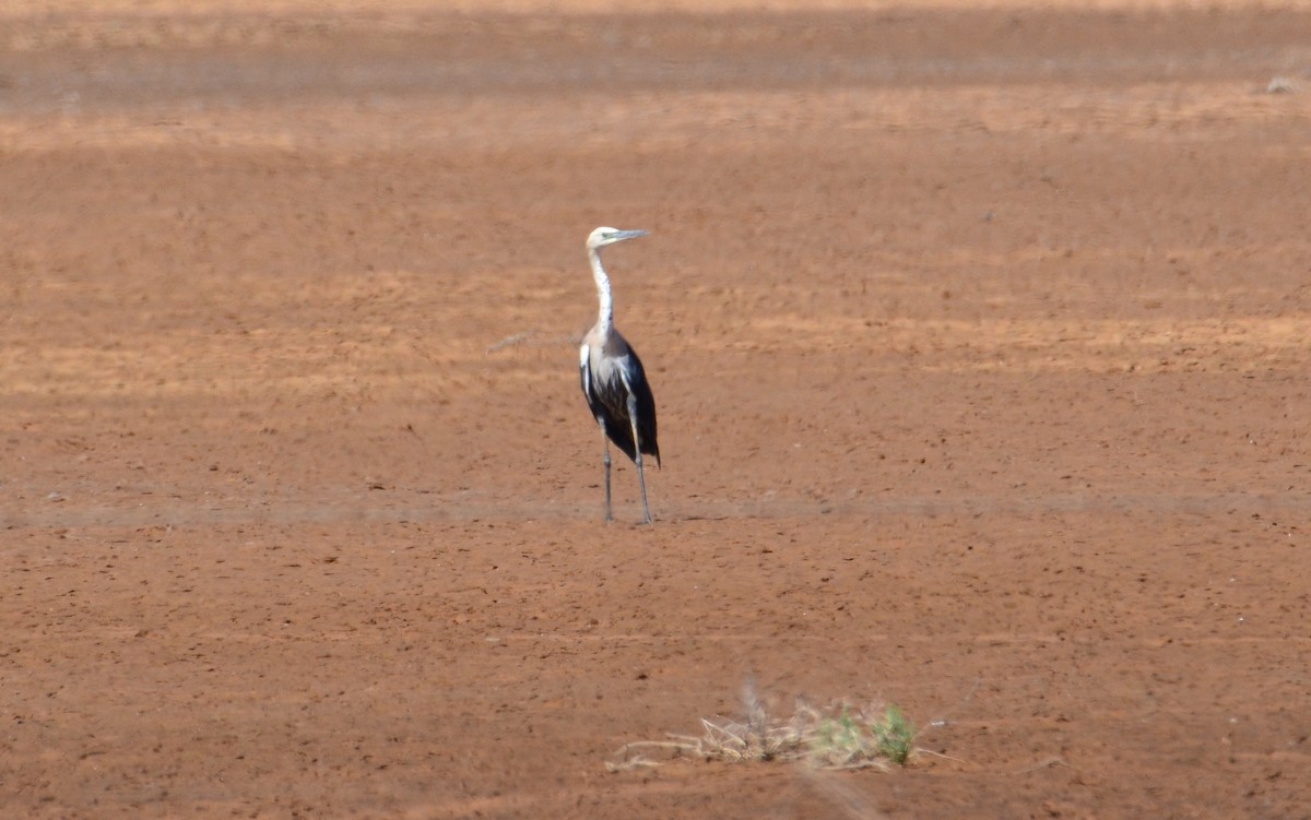 Pacific Heron - Rachel Olsen