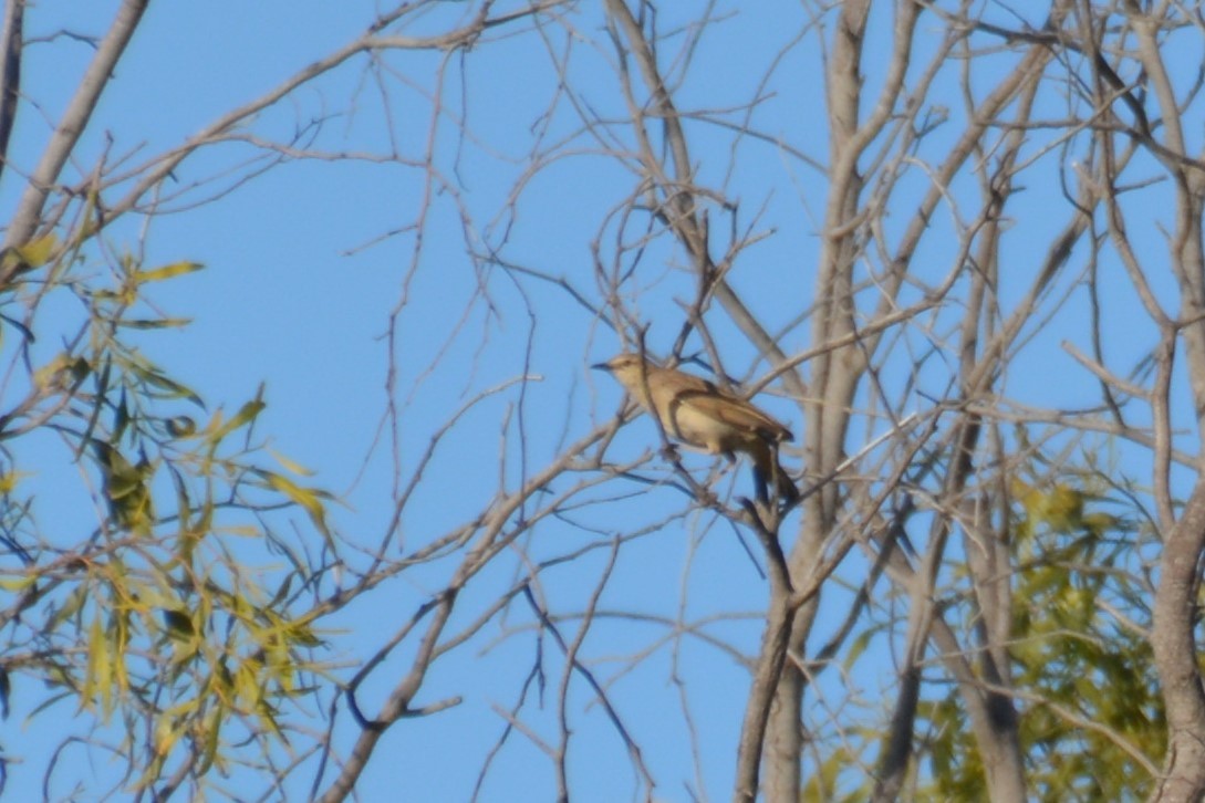 Rufous Songlark - Leonie Beaulieu