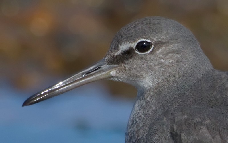 Wandering Tattler - ML372591591