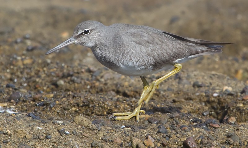 Wandering Tattler - ML372591631