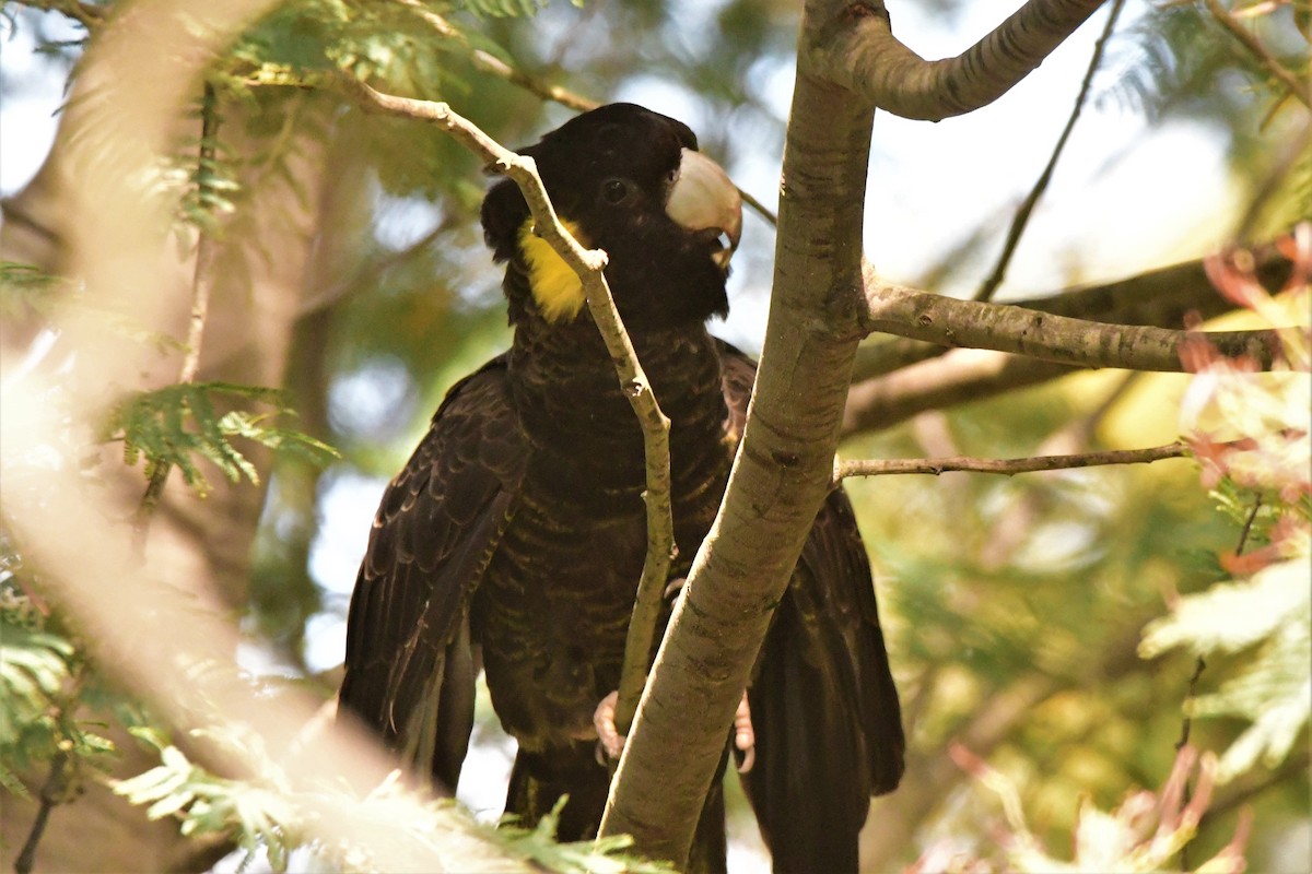 Yellow-tailed Black-Cockatoo - ML372592281