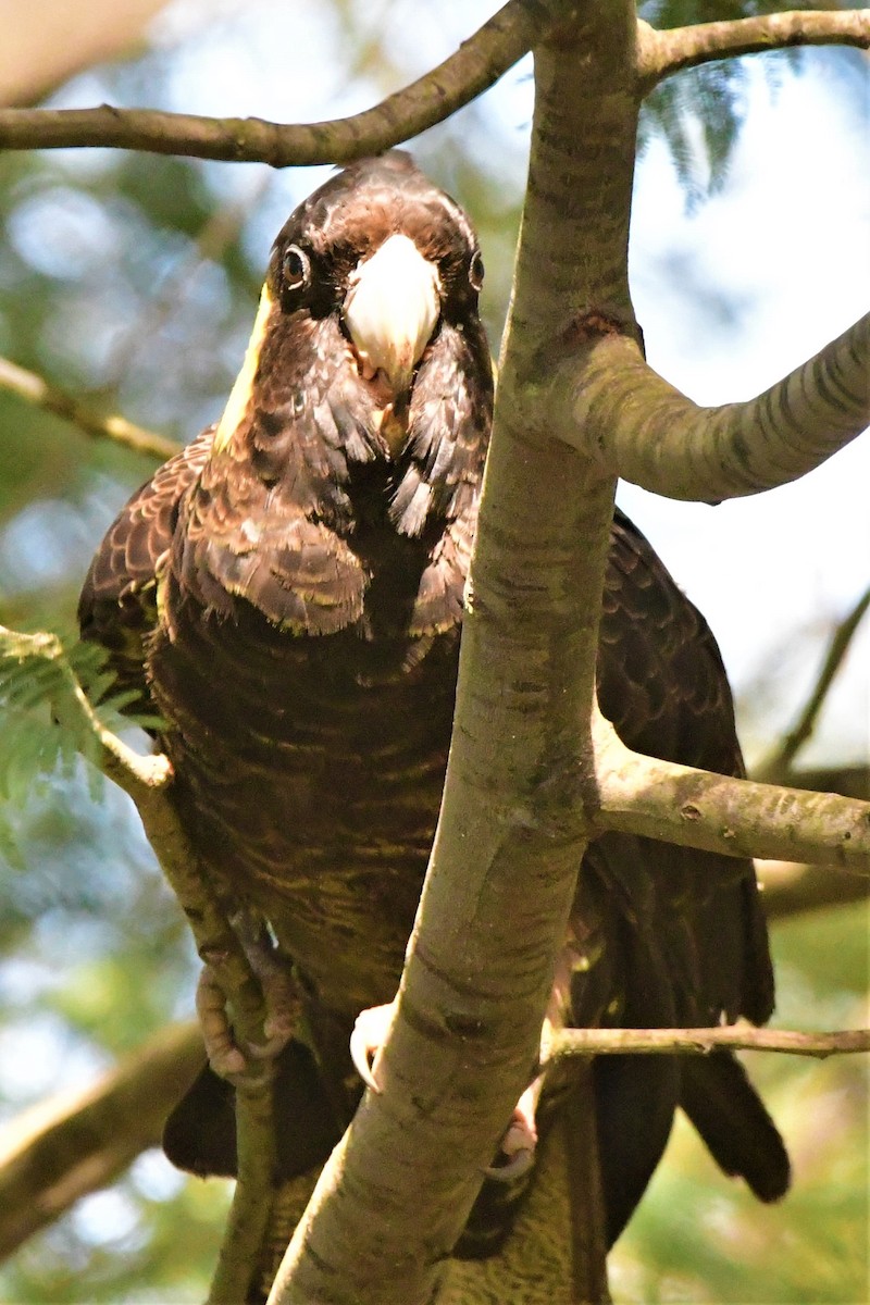 Yellow-tailed Black-Cockatoo - ML372592301