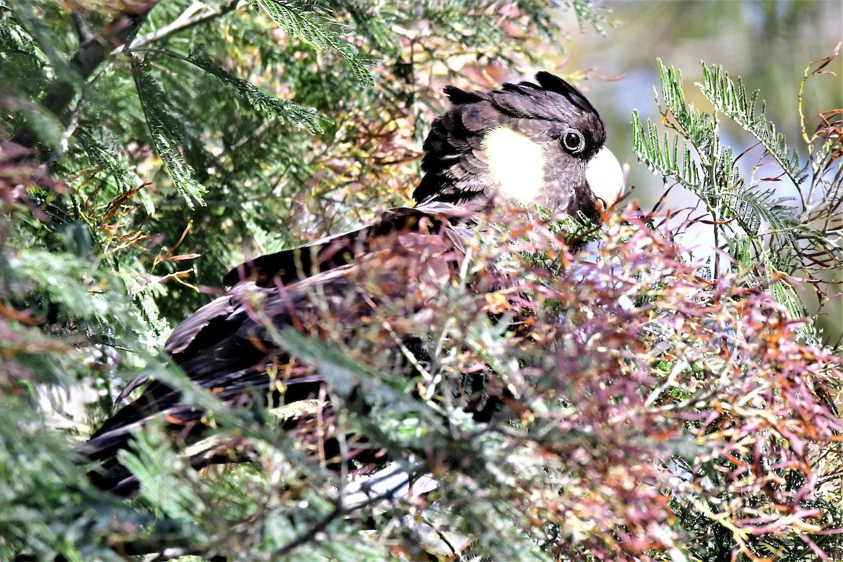 Yellow-tailed Black-Cockatoo - ML372592311