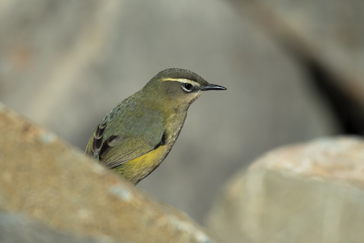 South Island Wren - ML372592351