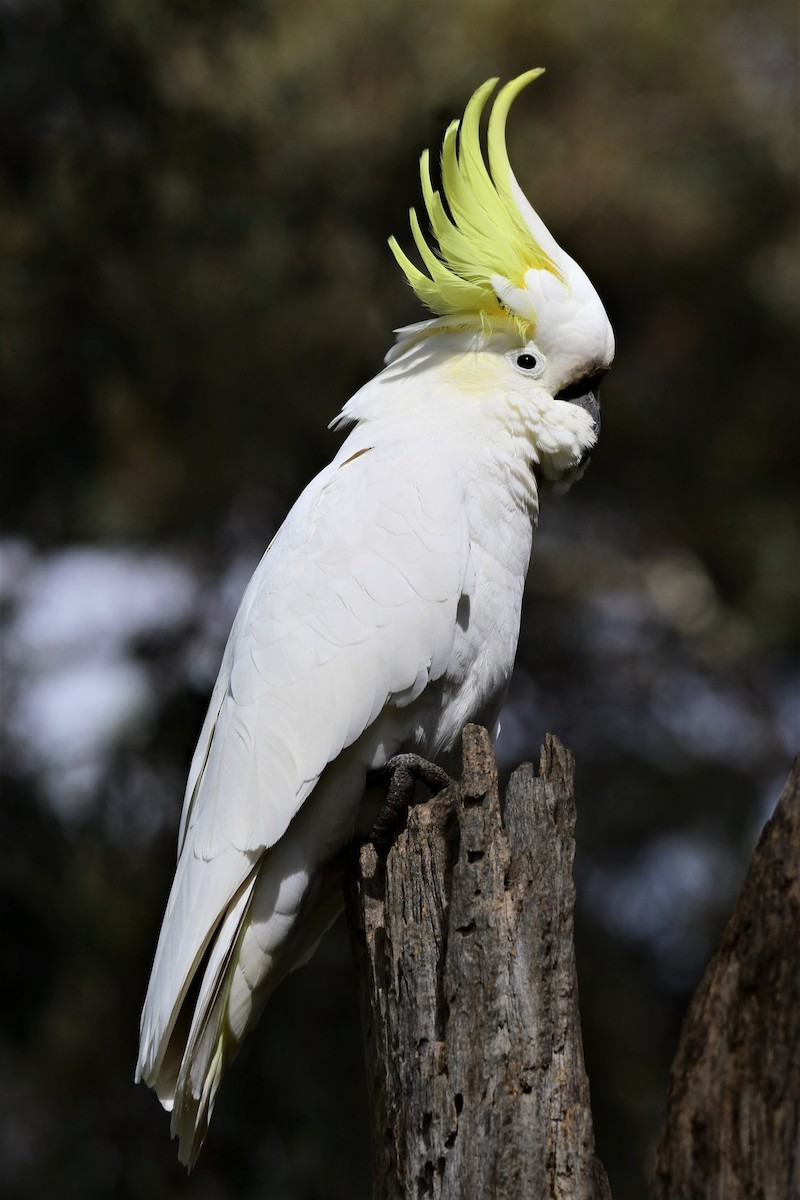 Sulphur-crested Cockatoo - Alfons  Lawen