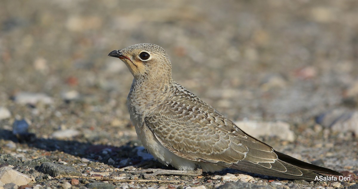 Collared Pratincole - ML372593161