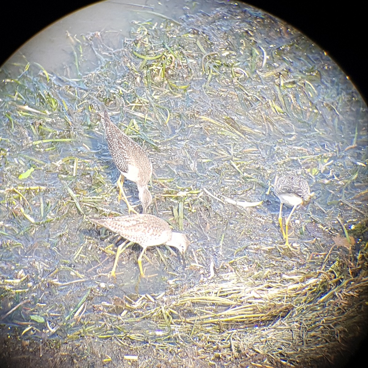 Lesser Yellowlegs - ML372593541