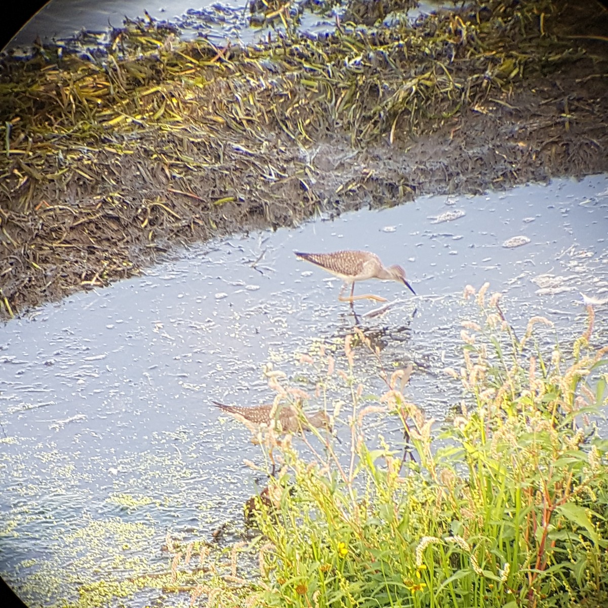 Lesser Yellowlegs - Katharine Bernicky