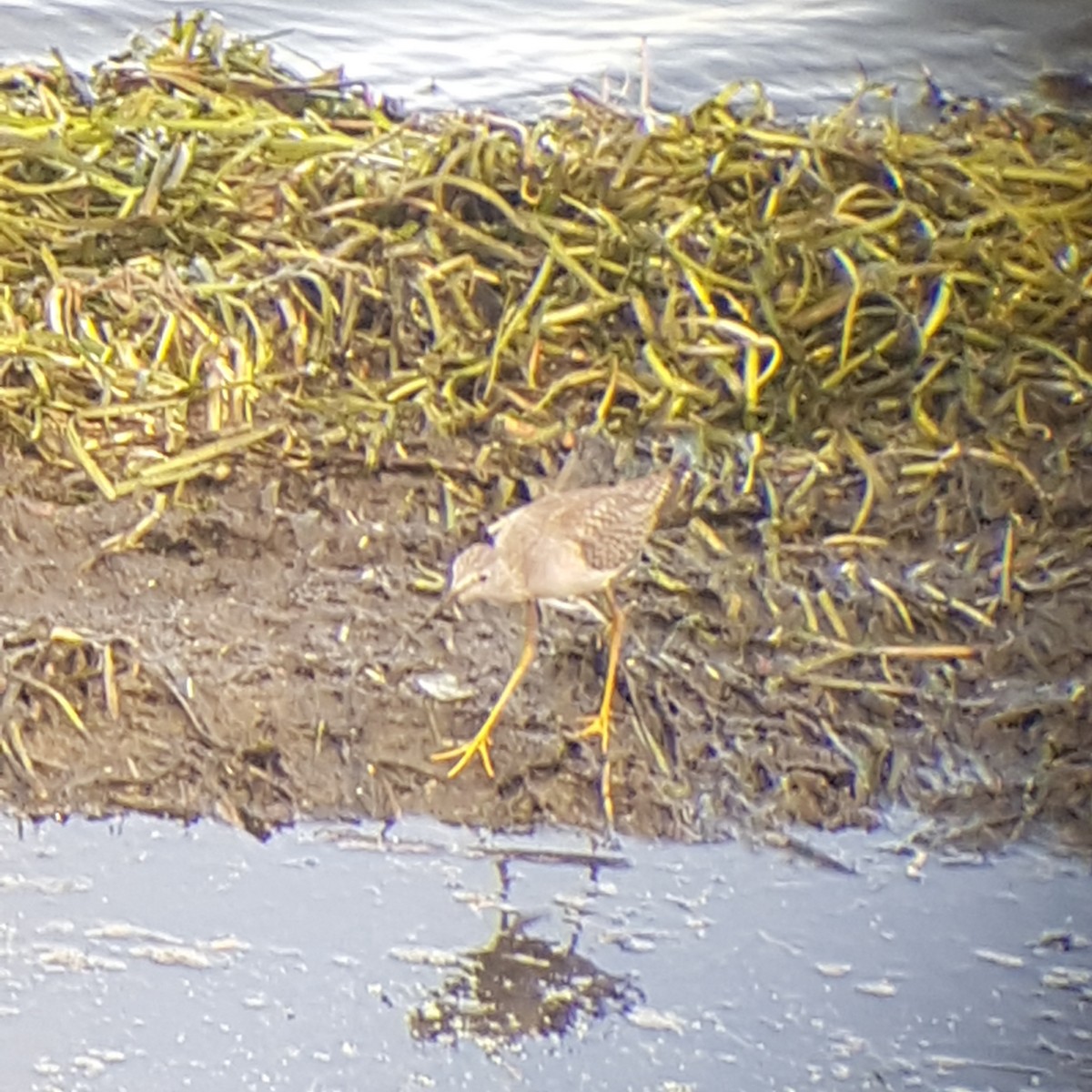 Lesser Yellowlegs - Katharine Bernicky