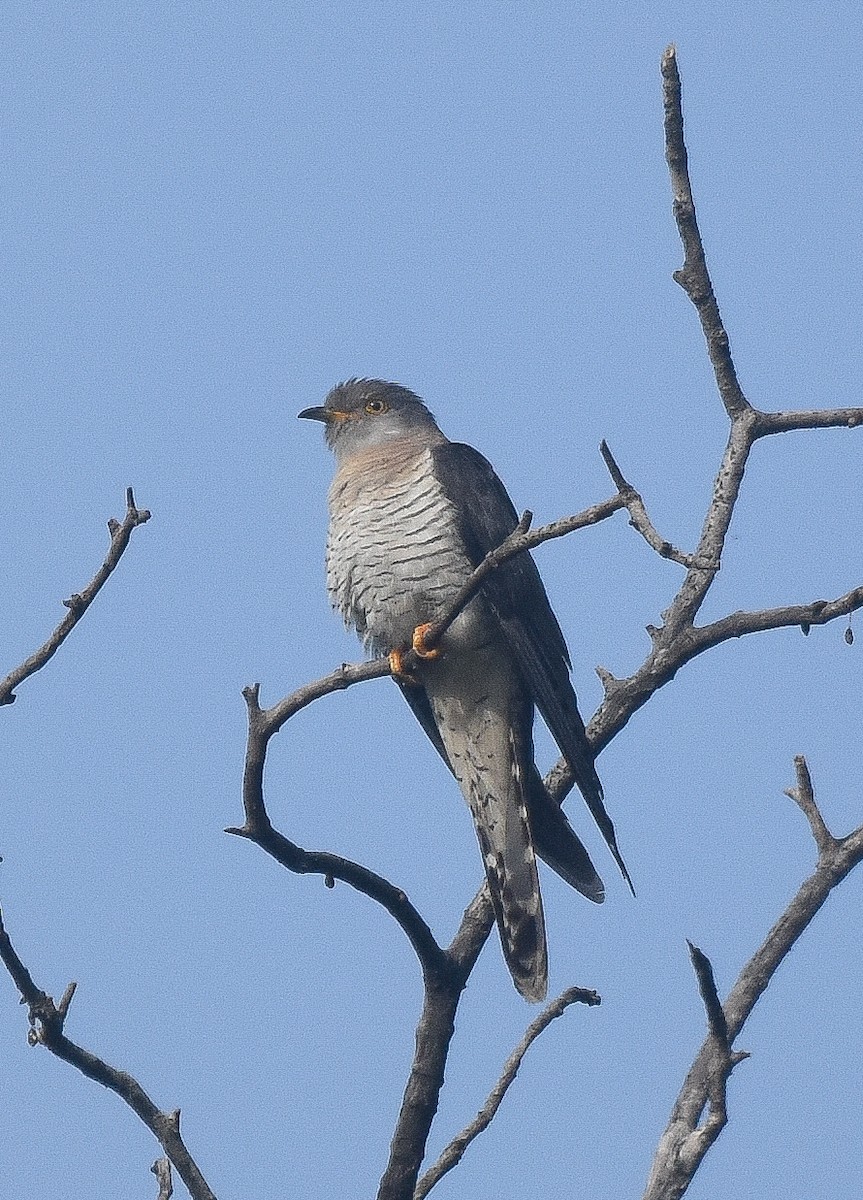 Common Cuckoo - ML372593921