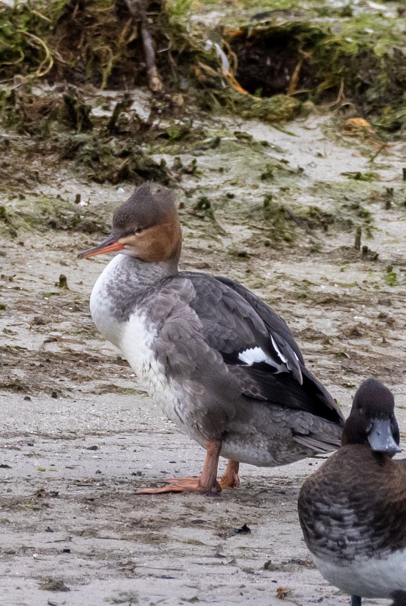 Red-breasted Merganser - ML372594001