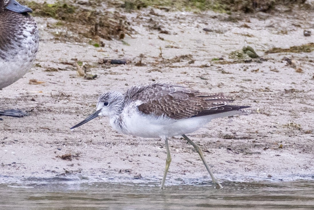 Common Greenshank - Lutz Duerselen