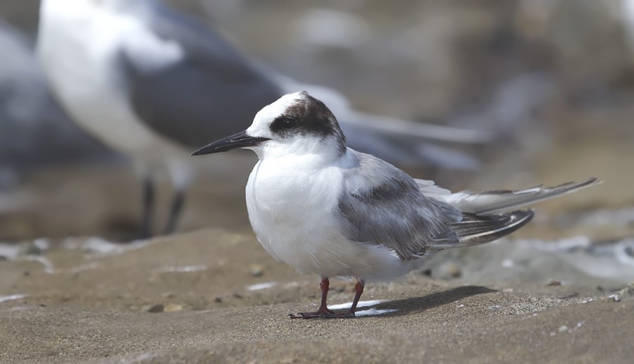 Arctic Tern - Grant Brosie