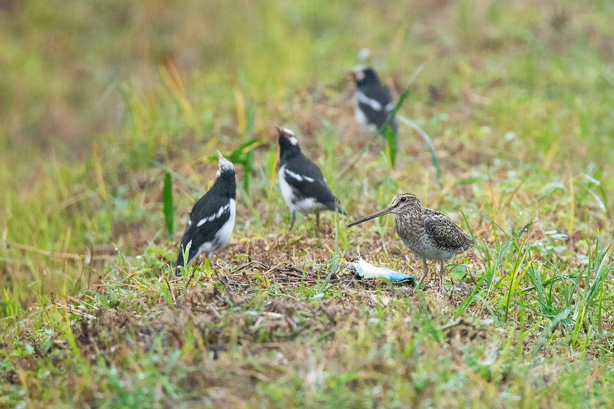 Swinhoe's Snipe - ML372597331