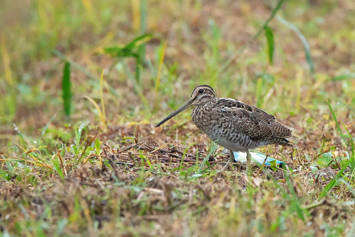 Swinhoe's Snipe - ML372597341