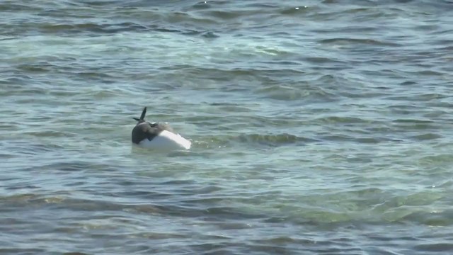 Pacific Gull - ML372599361