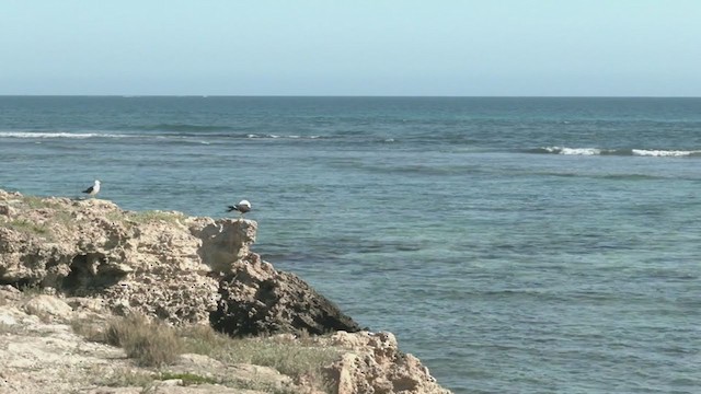 Gaviota de Tasmania - ML372599371