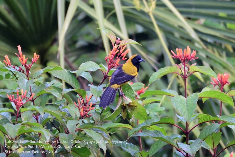 Yellow-backed Oriole - ML37260081