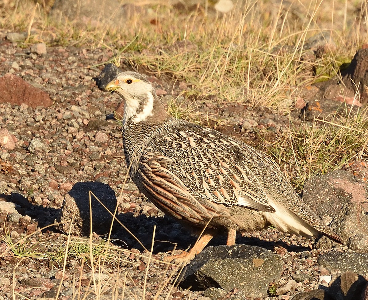 Perdigallo Caucasiano - ML372601581