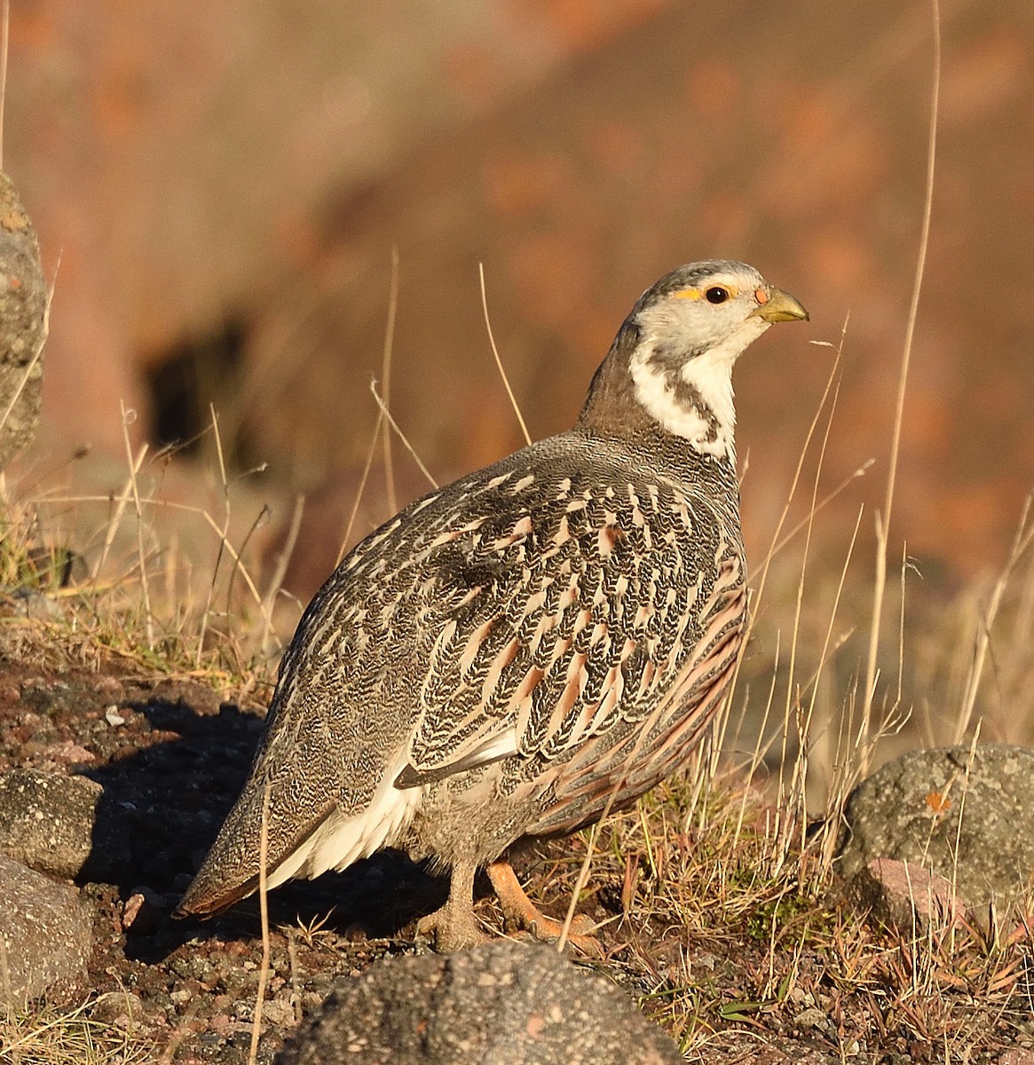 Perdigallo Caucasiano - ML372601591