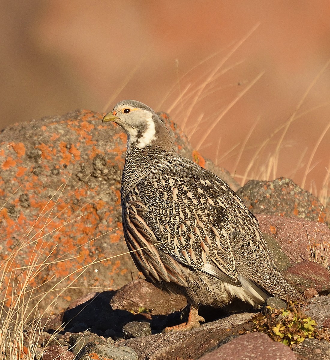 Perdigallo Caucasiano - ML372601601