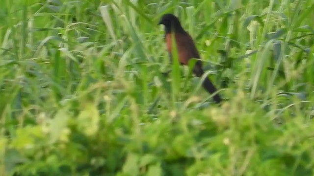 Lesser Coucal - ML372601631