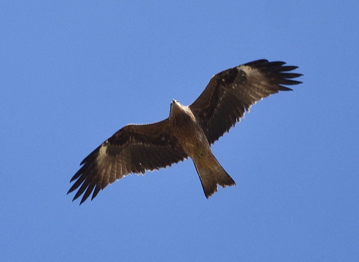 黑鳶 - ML372601781