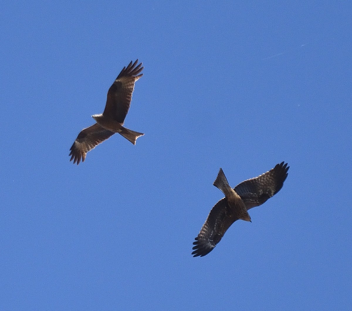 Black Kite - ML372601791