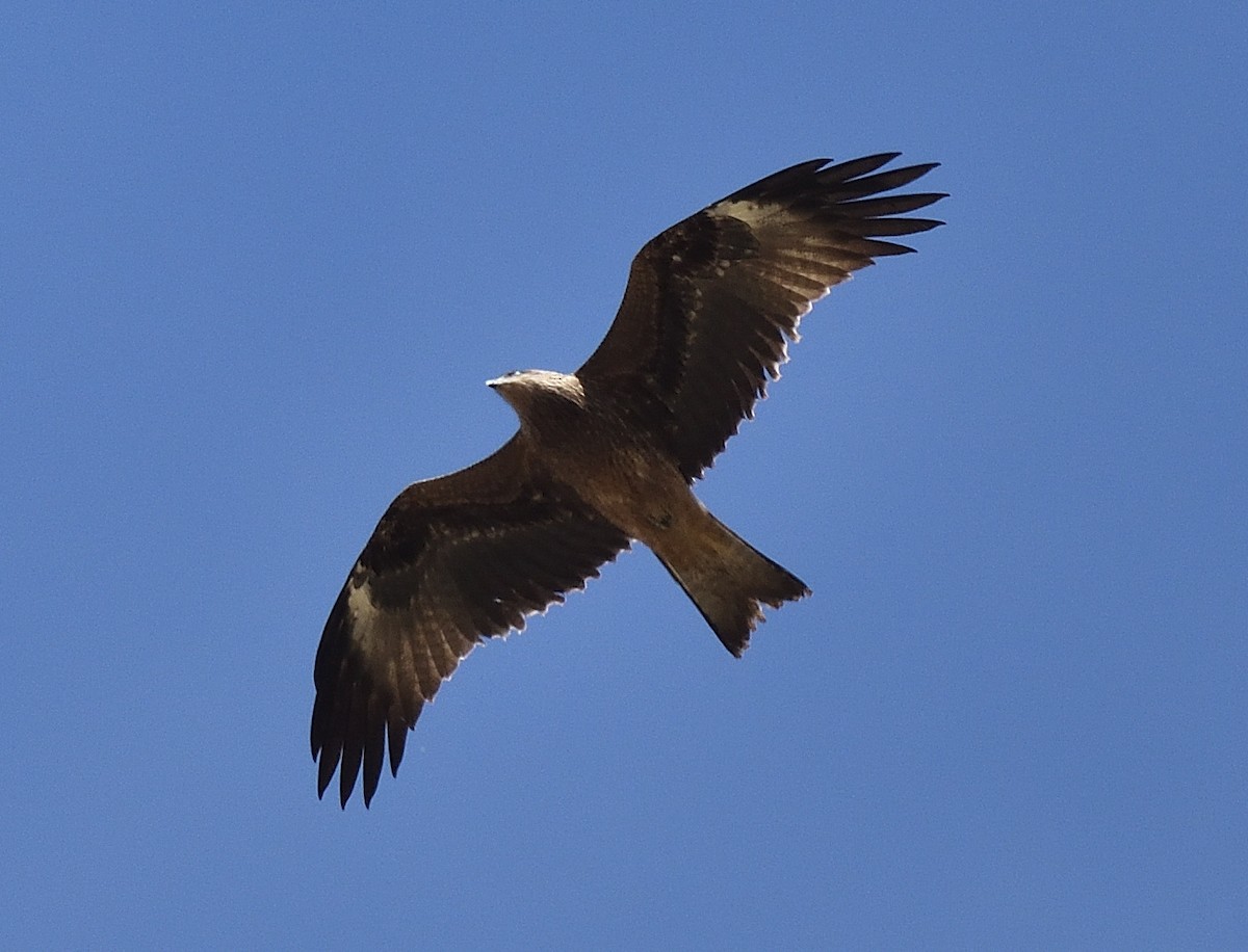 Black Kite - Bradeanu Alin