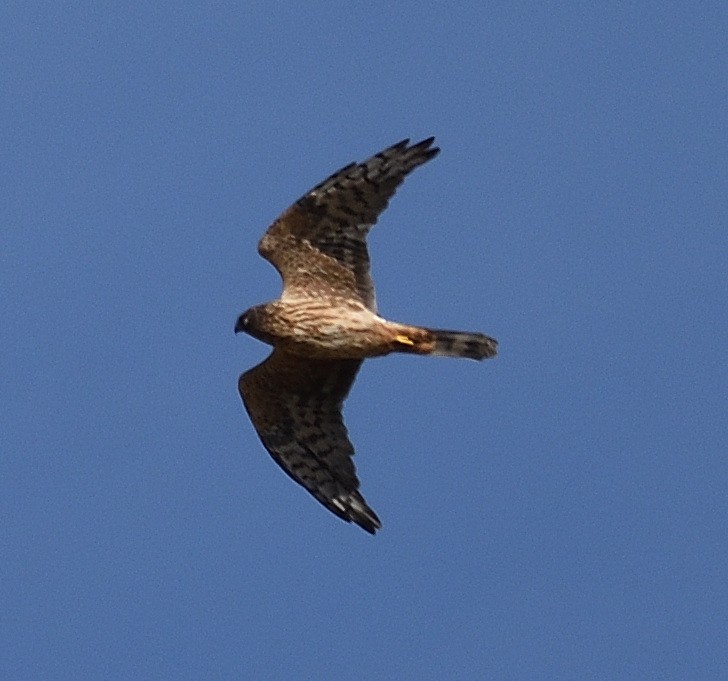 Pallid Harrier - ML372601881