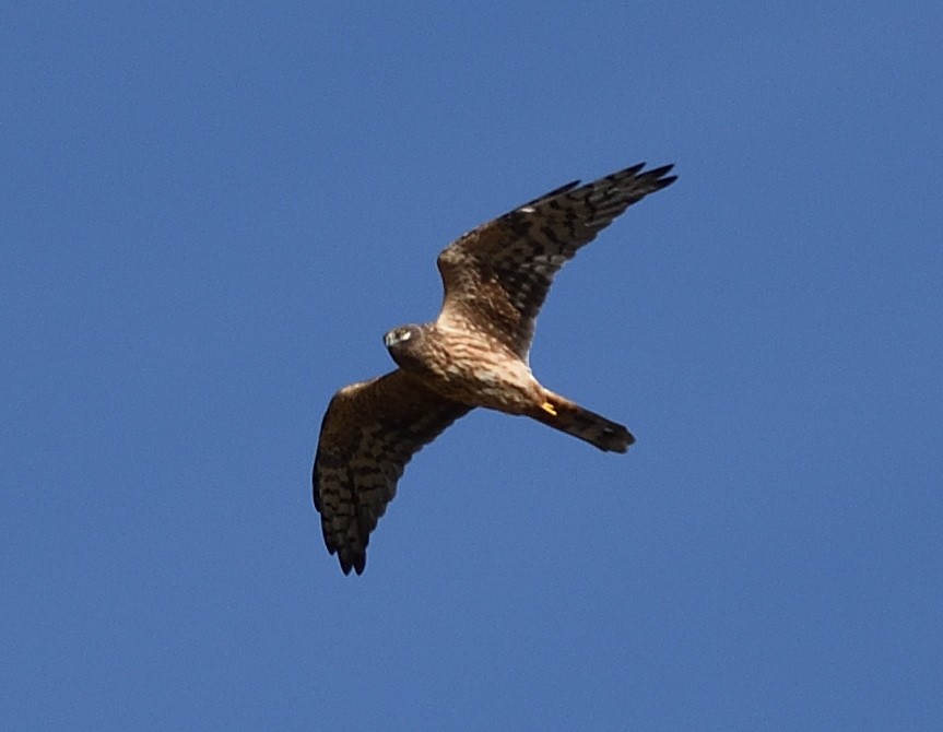 Pallid Harrier - ML372601891